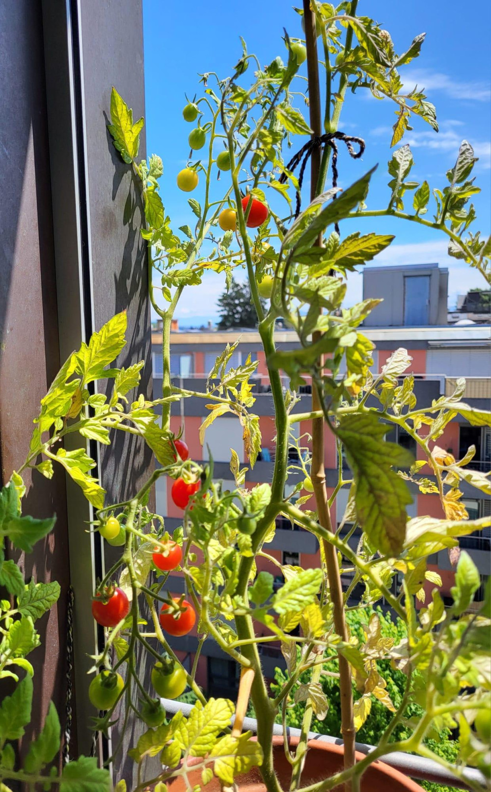 Roland Duppenthalers Balkontomaten.