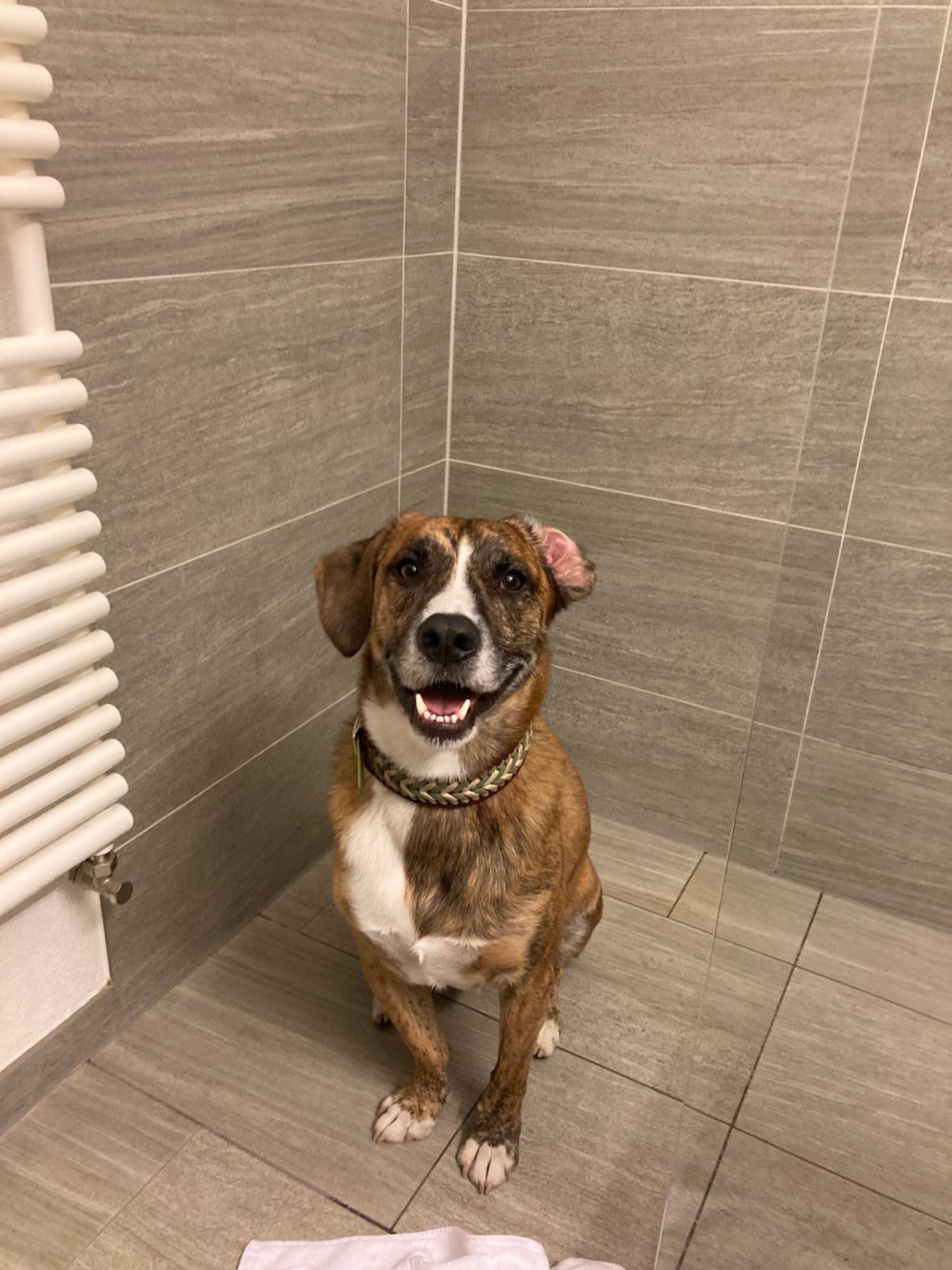 Ulrike Czieslas Hund Pirlo sucht Abkühlung in der Dusche.